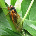 cicada-2003429__340