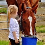 little girl feeding horse